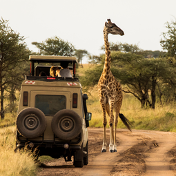 Giraffe Next to a Safari Car in Tanzania